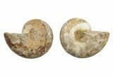 Jurassic Cut & Polished Ammonite Fossil - Madagascar #289316-1